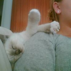 Hellig Birma Suka´s Nimbus Arvic