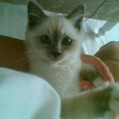 Hellig Birma Suka´s Nimbus Arvic