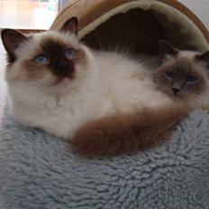 Hellig Birma Silky Sox Prince