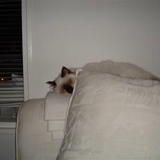 Hellig Birma Silky Sox Prince