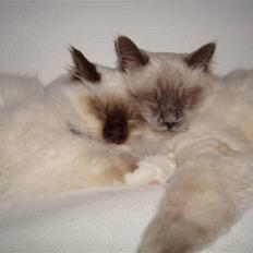 Hellig Birma Silky Sox Prince