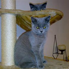 British Shorthair Tulle