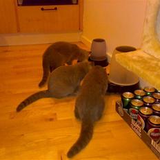 British Shorthair Tulle