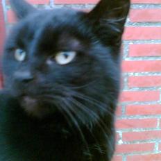 Blanding af racer oline