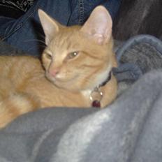 Huskat alfi <3 (nye billeder)