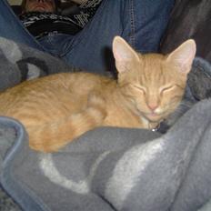 Huskat alfi <3 (nye billeder)