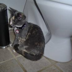 Huskat cocio( nye billeder)