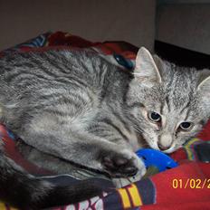 Huskat Lucifer (Louie) *solgt*