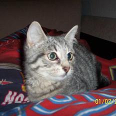 Huskat Lucifer (Louie) *solgt*