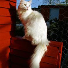 Maine Coon IC Rocky Racoon of Canpaz