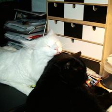 Maine Coon IC Rocky Racoon of Canpaz