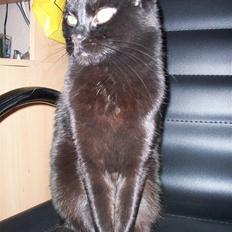 Blanding af racer Fister himmelkat