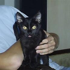 Blanding af racer Fister himmelkat