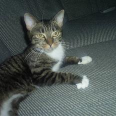 Huskat My Himmelkat ??