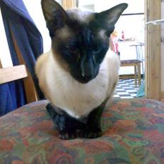 Siameser - DK Hancock's Charlie