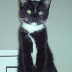 Huskat Bambi -flyttet pr 16/4-08