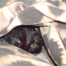 Huskat Bambi -flyttet pr 16/4-08