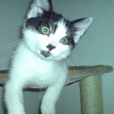 Huskat Kenzo - flyttet pr. 31/3