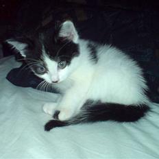 Huskat Kenzo - flyttet pr. 31/3