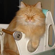 Maine Coon Missen