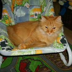 Maine Coon Missen