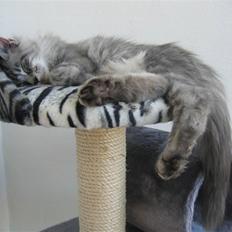 Maine Coon Mussolini