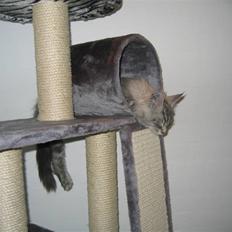 Maine Coon Mussolini