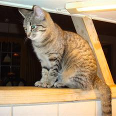 Blanding af racer perle R.I.P :,(