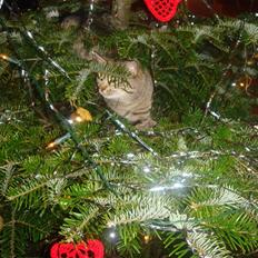 Blanding af racer perle R.I.P :,(