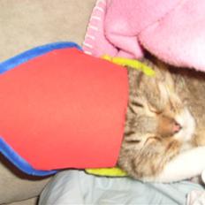 Blanding af racer Sigo