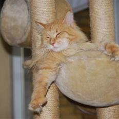 Maine Coon Rudebeck's Alive