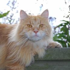 Maine Coon Rudebeck's Alive