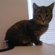 Blanding af racer Miv