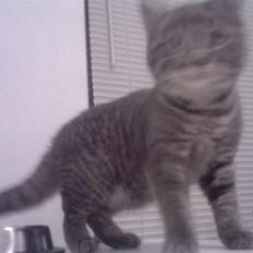 Blanding af racer Miv