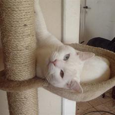 Blanding af racer Grisling/Zimba