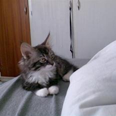 Blanding af racer Lindsay * flyttet*