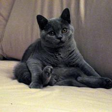 British Shorthair Ida