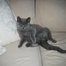 British Shorthair Ida