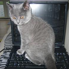 British Shorthair Emil