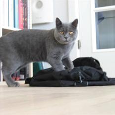 British Shorthair Emil