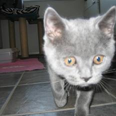 British Shorthair Emil