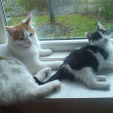 Norsk Skovkat Speedy