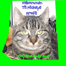 Huskat Mickey