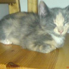 Huskat ¤*~~Feline~~*¤