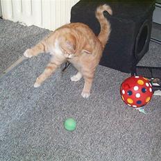 Huskat Gizmo ----SOLGT----