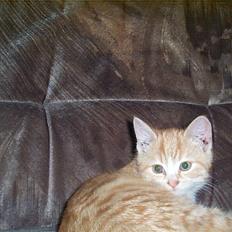 Huskat Gizmo ----SOLGT----