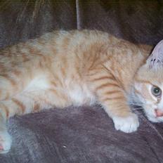 Huskat Gizmo ----SOLGT----