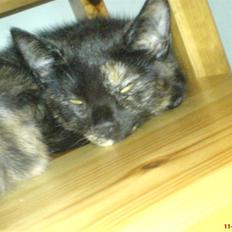 Huskat ¤*~~Fie~~*¤