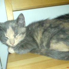 Huskat ¤*~~Feline~~*¤