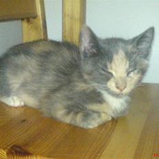 Huskat ¤*~~Feline~~*¤